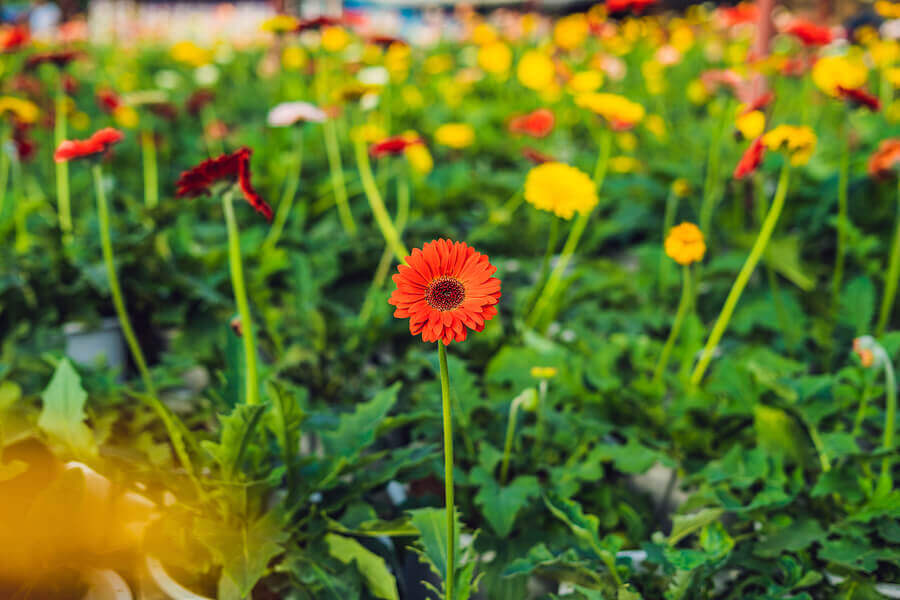 Margherita gerbera.