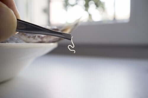 I parassiti alimentari più comuni: quali sono?