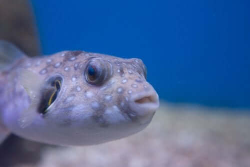 Pesce palla.