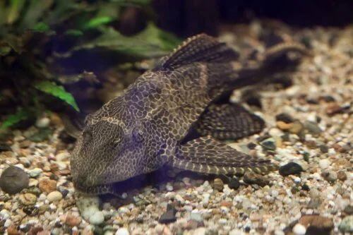 Pesci pulitori per la pulizia dell'acquario.