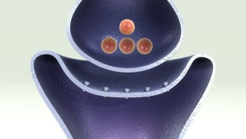 Recettori di acetilcolina.