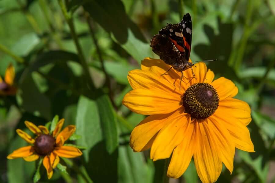 Rudbeckia.