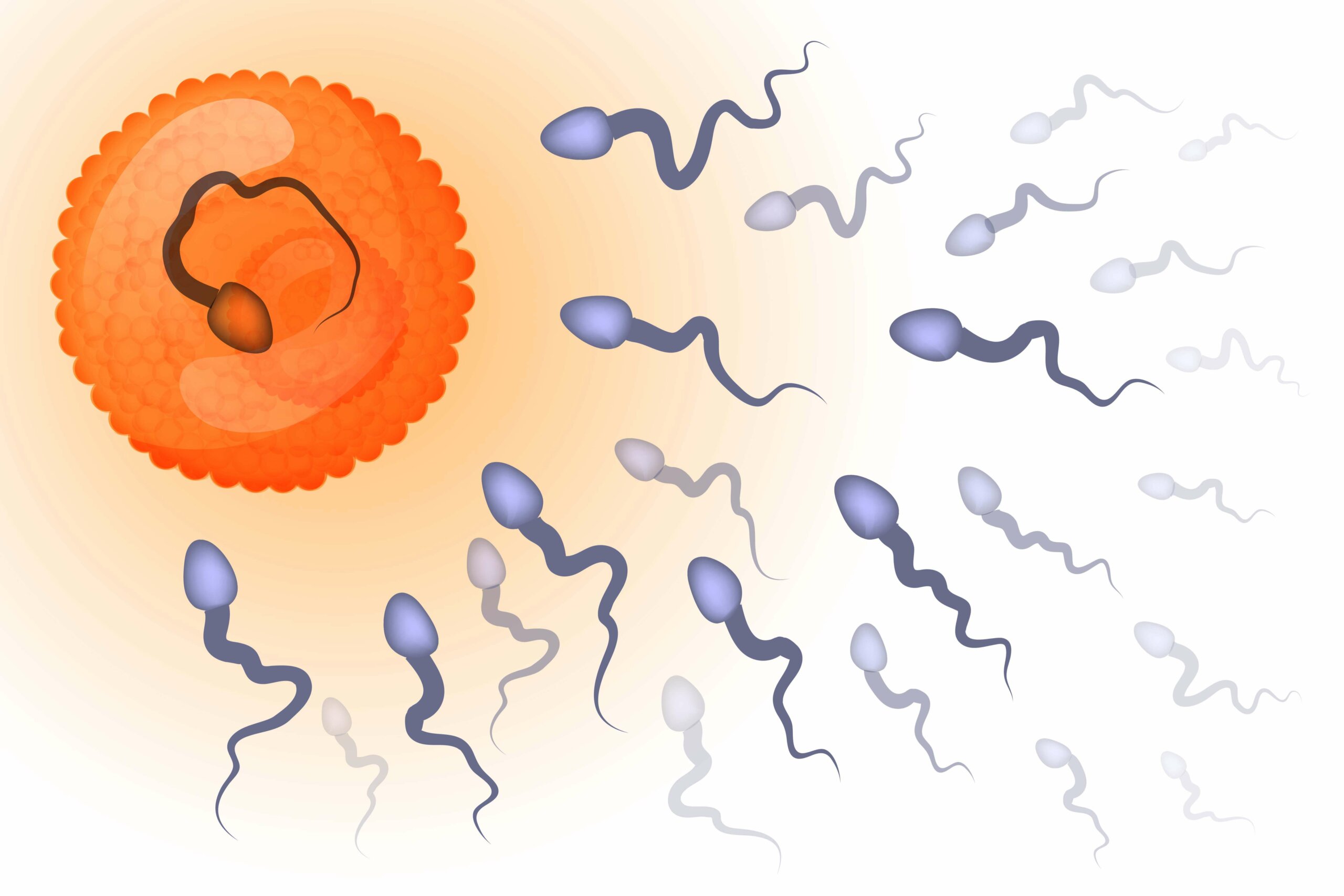 Spermatozoi che raggiungono l'ovulo.