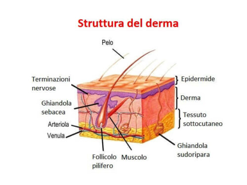 La struttura del derma.