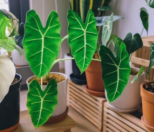 Alocasia piante da interni.