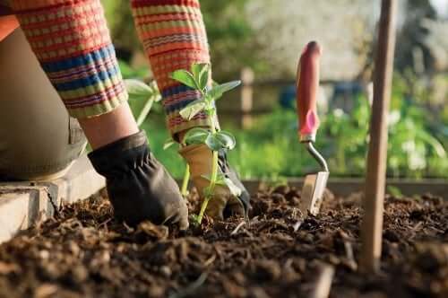 Curare il giardino.