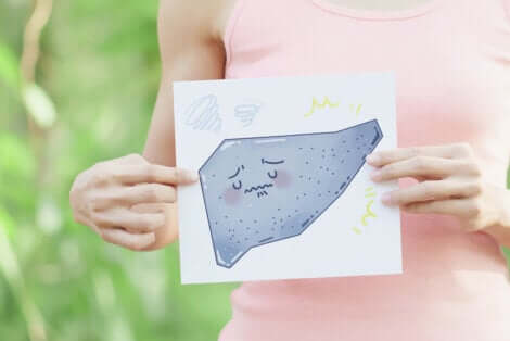 Foglio con disegno del fegato.