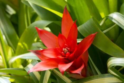 Fiore della guzmania.
