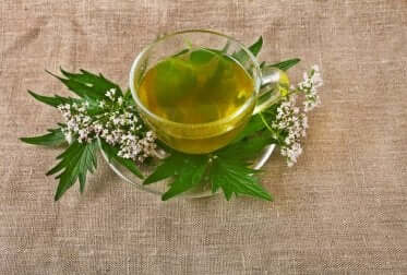 Infuso di valeriana.