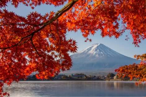 Monte Fuji e acero giapponese.