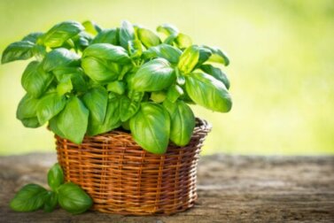 Varietà di basilico da coltivare in giardino