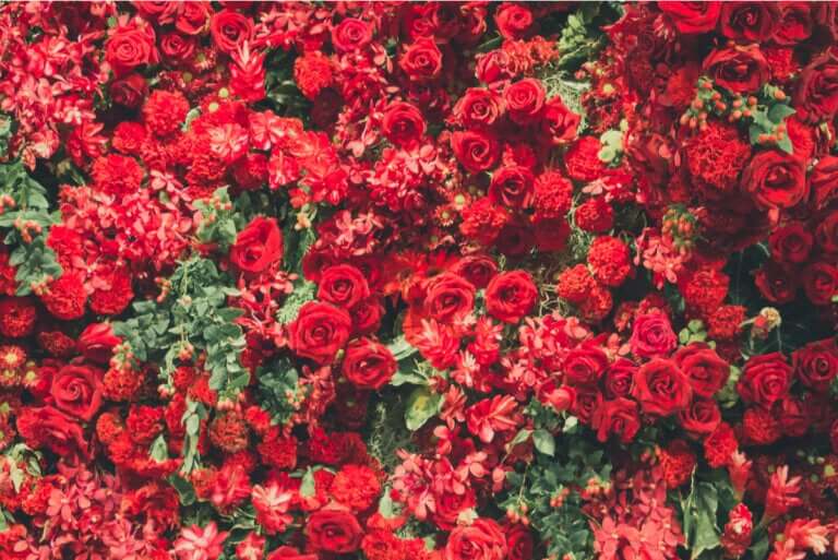 Piante dai fiori rossi per ravvivare gli ambienti