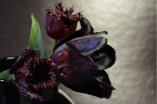 Tulipano piante di colore nero.
