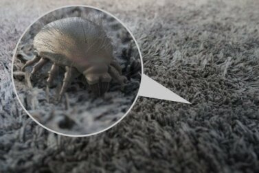 La allergia agli acari: come prevenirla?