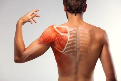 Anatomia della spalla.