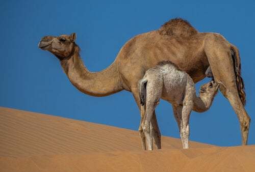 Latte di cammello: proprietà e benefici
