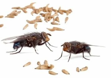 Miasi: sintomi, cause e diversi tipi