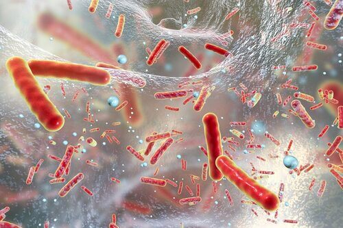Salmonellosi al microscopio.