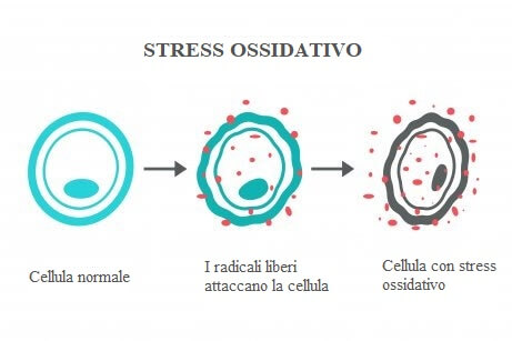 Stress ossidativo.