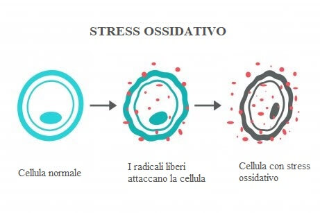 Stress ossidativo.