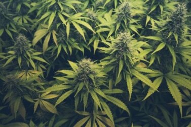Disturbi da uso di cannabis