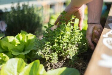 Coltivare piante sul balcone: 10 consigli
