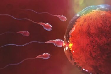 La fecondazione: quando avviene?