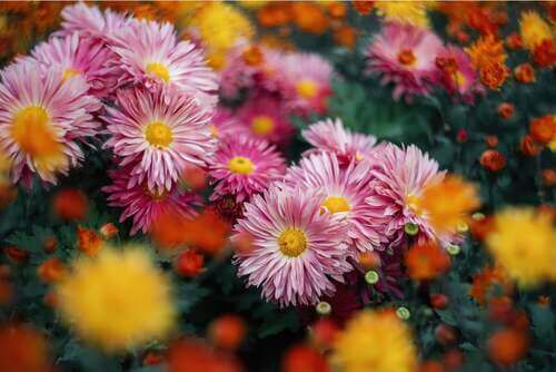 Fiori di crisantemo per la preparazione del tè.