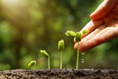 Giardino sostenibile in casa: 6 consigli