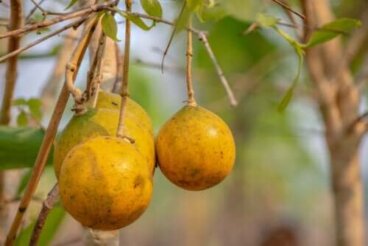 Noce vomica: proprietà e possibili usi