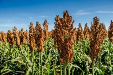 Sorgo: nutrizione e come usarlo in cucina