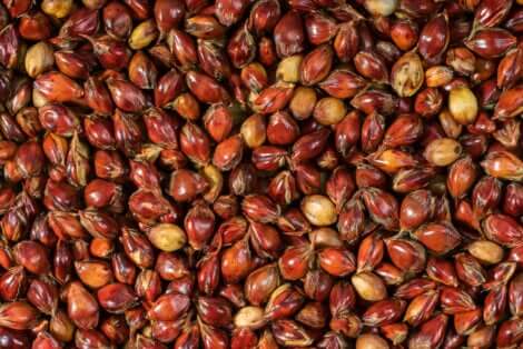 Valori nutrizionali del sorgo.