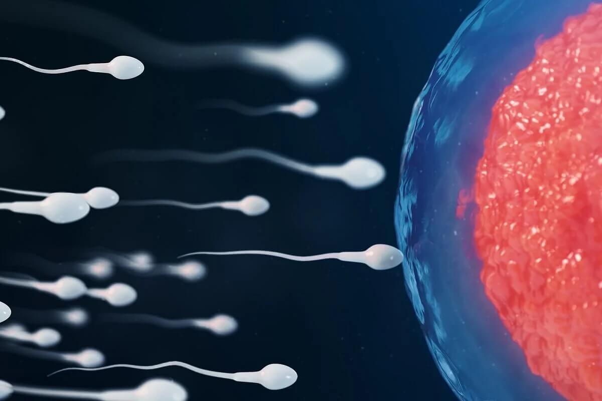 Spermatozoi e la fecondazione.