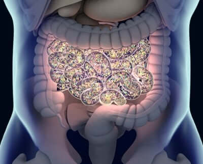 Microbioma intestinale.