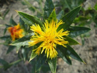 Olio di cartamo: usi, proprietà e benefici