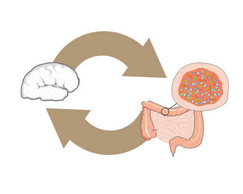 Illustrazione dell'interazione fra batteri intestinali e cevello.