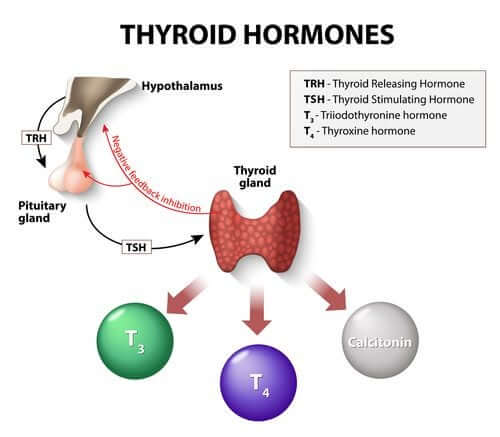 Ormoni tiroidei.