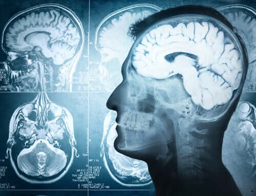 Le aree del cervello e le loro funzioni