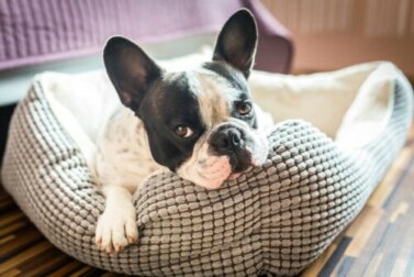 Costruire la cuccia dell'animale domestico