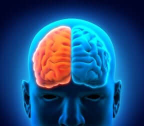 Le aree del cervello e le loro funzioni.