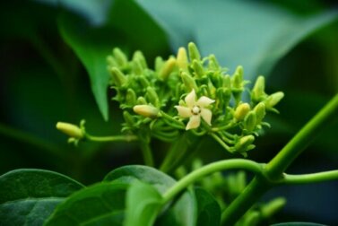 Gymnema sylvestre: proprietà e controindicazioni