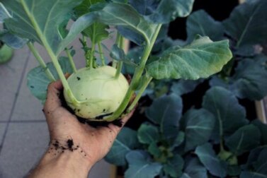 Cavolo navone: valori nutrizionali, benefici e cottura