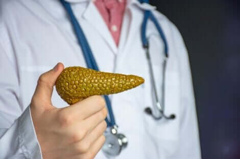 Medico spiega il trapianto di pancreas con un modello di plastica.