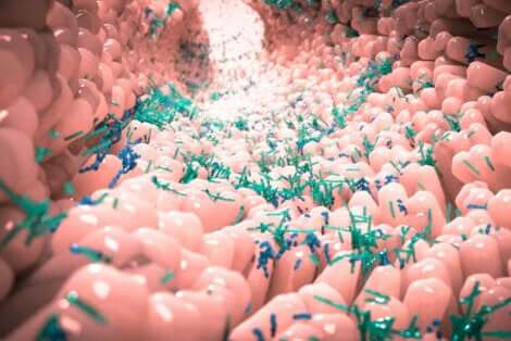 Microbiota intestinale.
