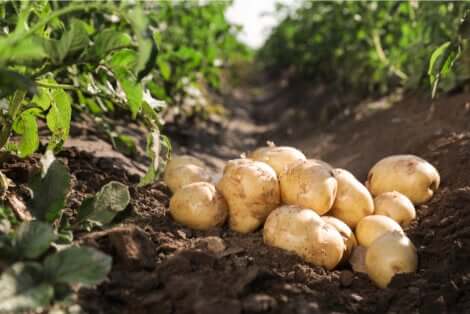Coltivare le patate nell'orto.