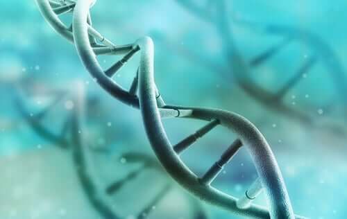 Il DNA: scoperta, struttura e funzioni