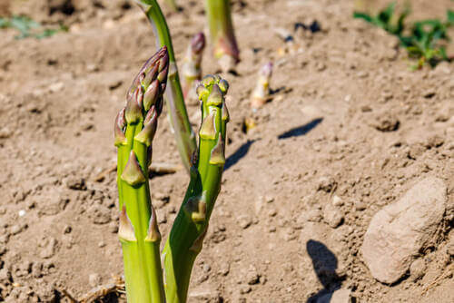 Terreno con pietre.