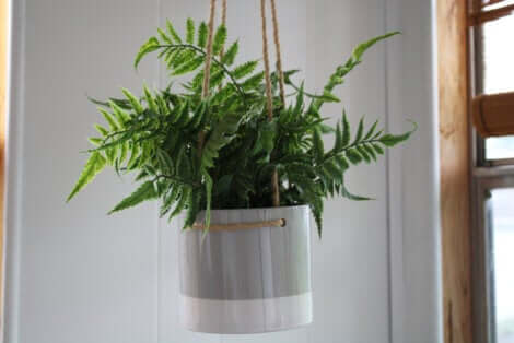 Creare un vaso pensile: vaso con una felce.