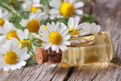 Fiori di camomilla ha dimostrato di calmare il dolore neuropatico sui topi.