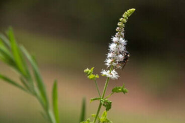 Cohosh nero: caratteristiche, usi e precauzioni